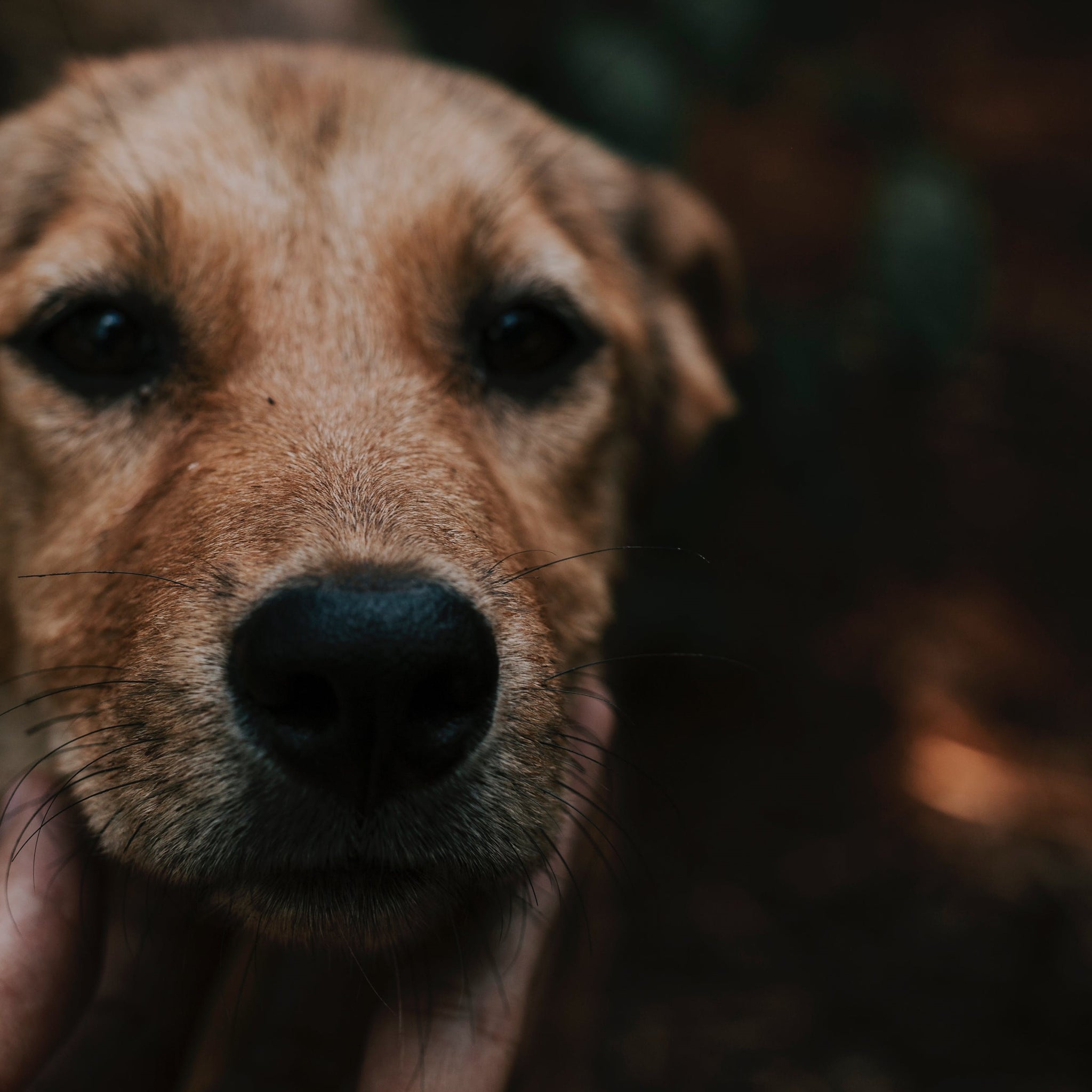 Gewrichtsproblemen bij Honden: 10 Duidelijke Signalen