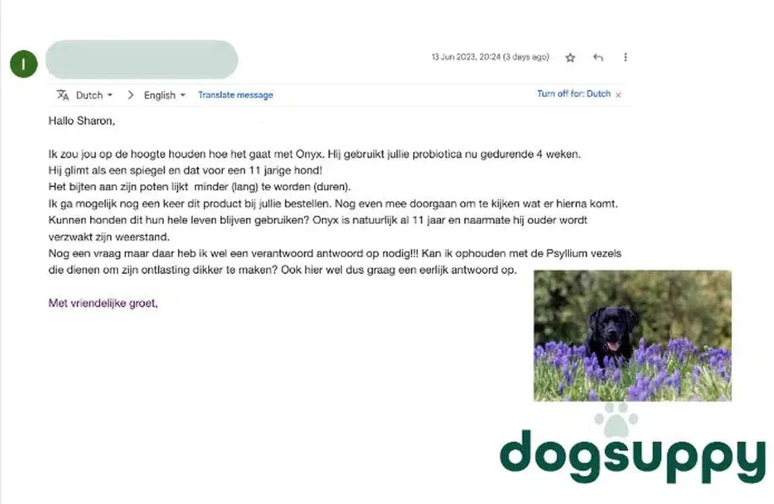 11 jaar oude Labrador Onyx glanst als een spiegel en bijt minder