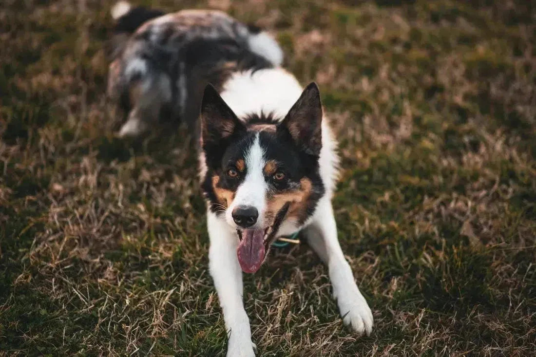 5 Mogelijke redenen waarom je hond hijgt en trilt