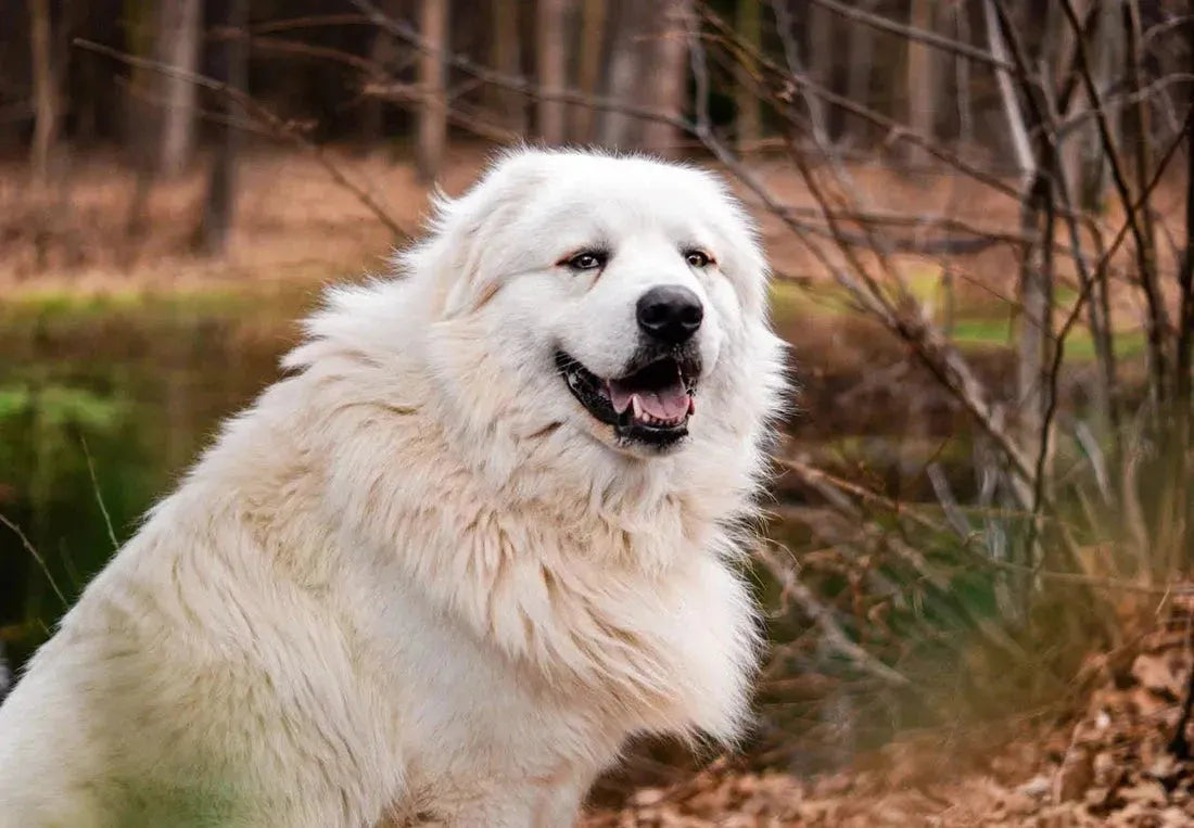 5 Natuurlijke rustgevende middelen voor honden