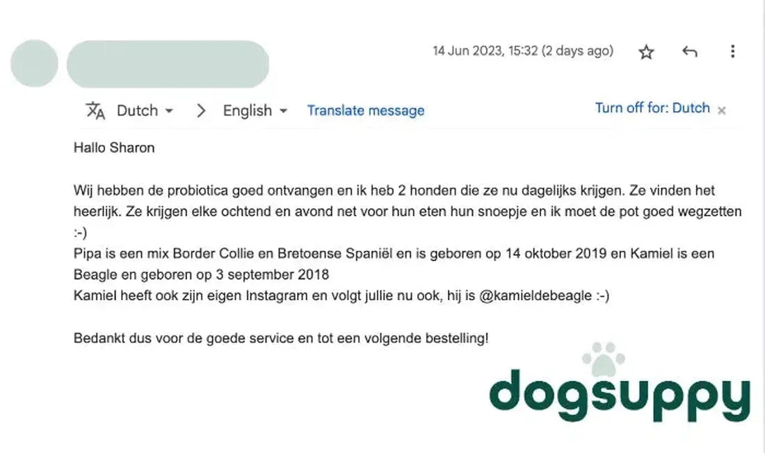 Border Collie Bretonse Spaniël mix Pipa en Beagle Kamiel zijn dol op probiotica