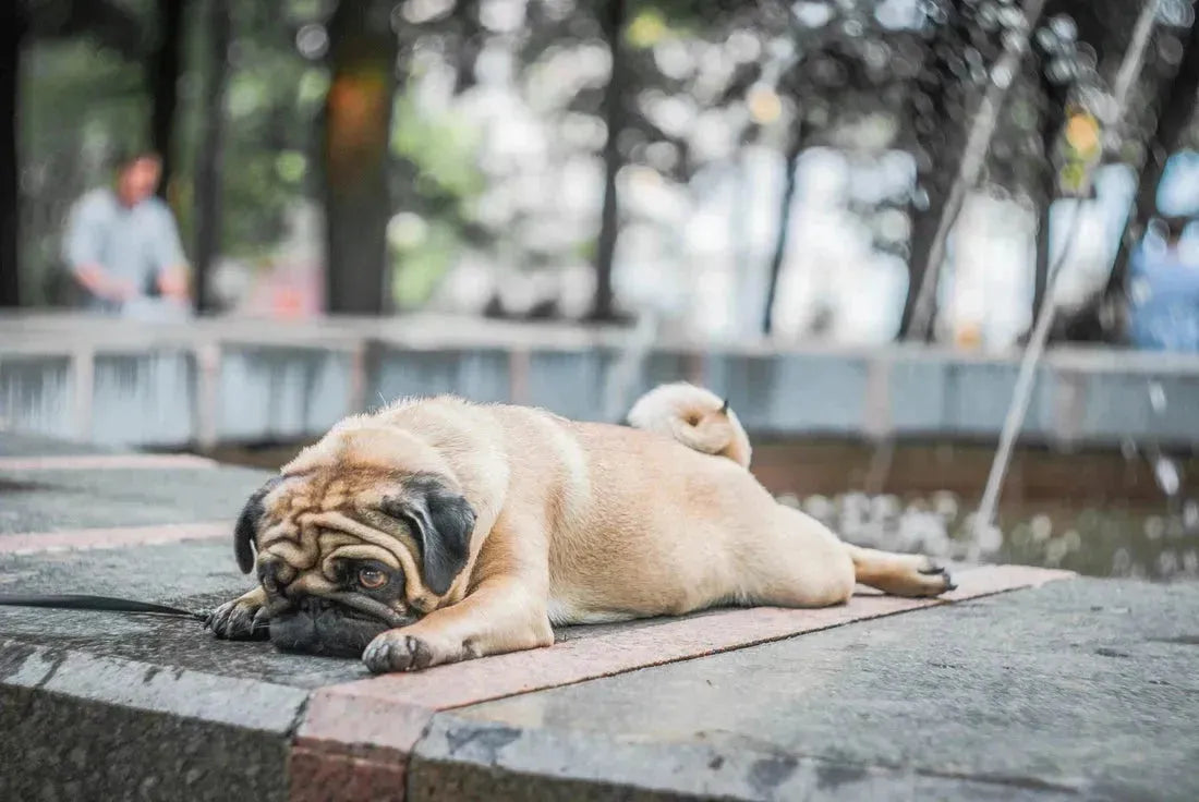 Buikpijn bij honden: hoe los je het op?