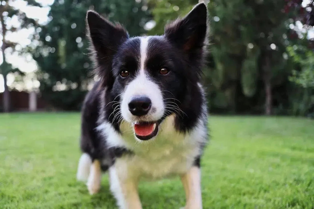 De beste probiotica voor je hond