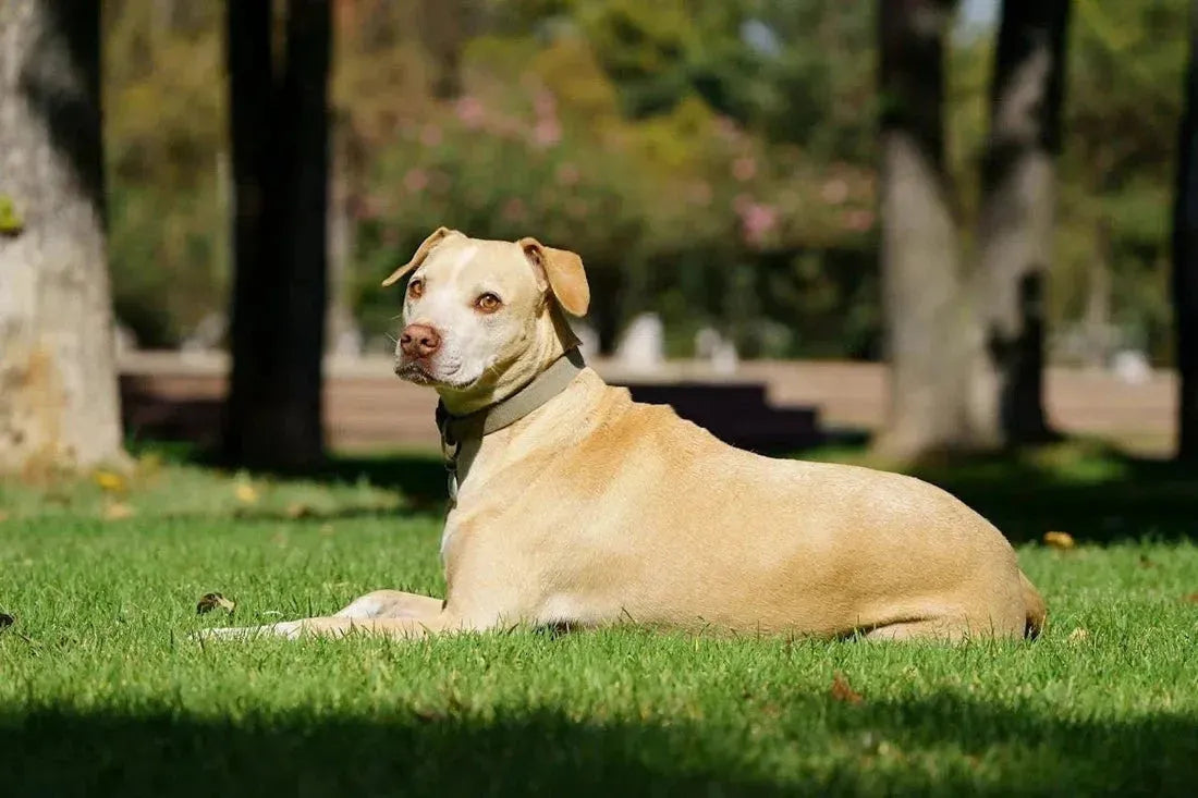 Dit is waarom je hond hijgt en onrustig is