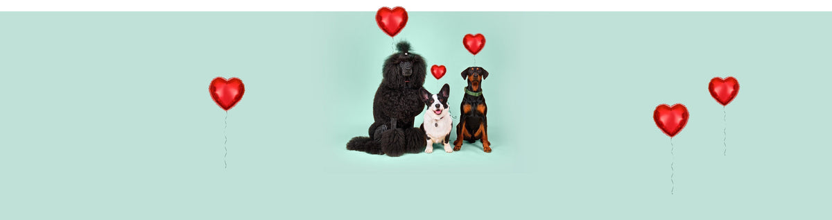 DogSuppy Valentijnsactie: help je mee om alle honden een mooie Valentijn te bezorgen?