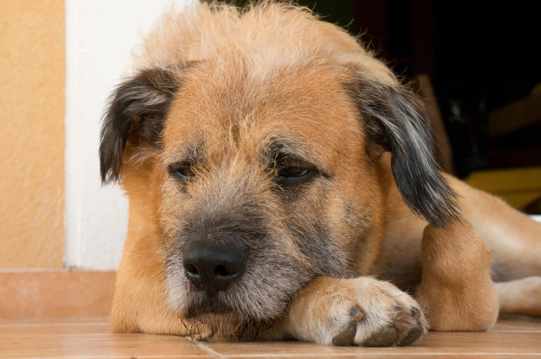 Een Sterke Immuniteit bij Honden als Oplossing voor Jeuk
