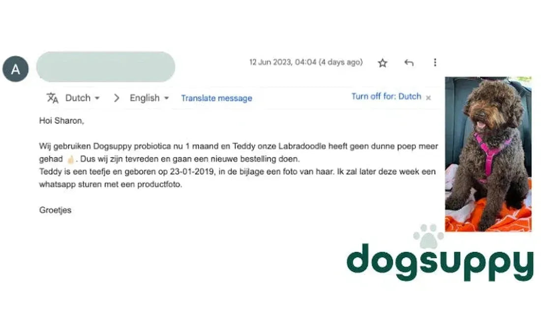 Geen dunne poep meer voor Labradoodle Teddy