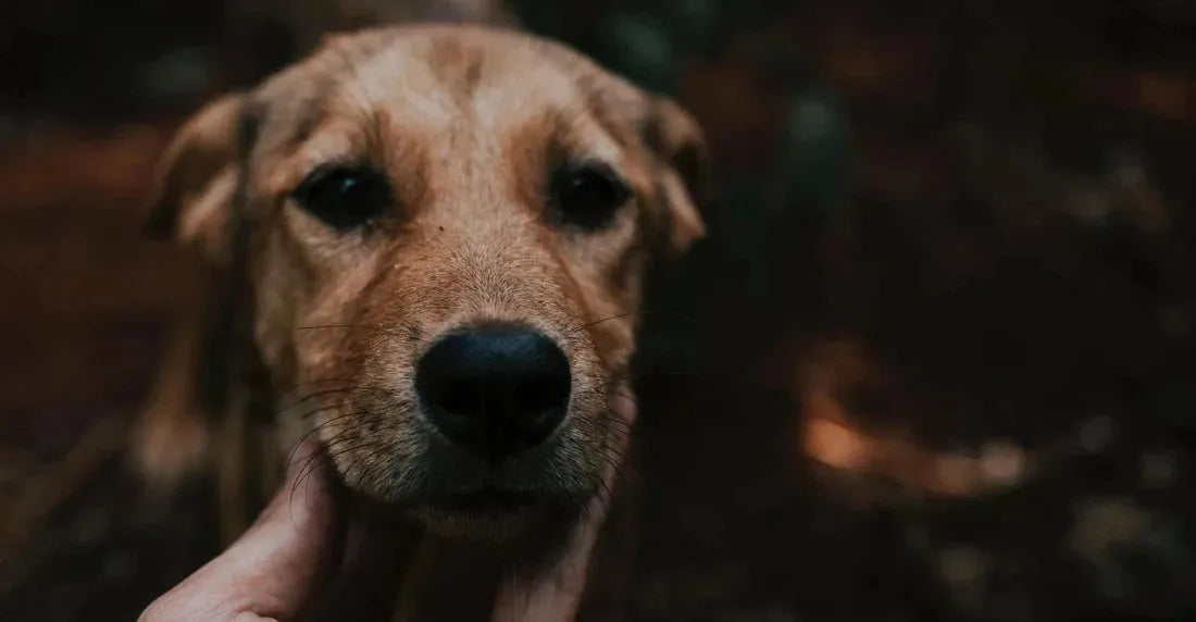 Gewrichtsproblemen bij Honden: 10 Duidelijke Signalen