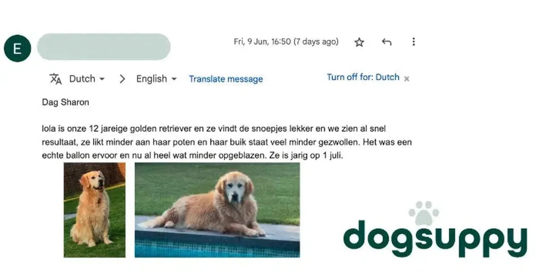 Golden Retriever Lola ze likt minder aan haar poten en haar buik is veel minder opgezwollen