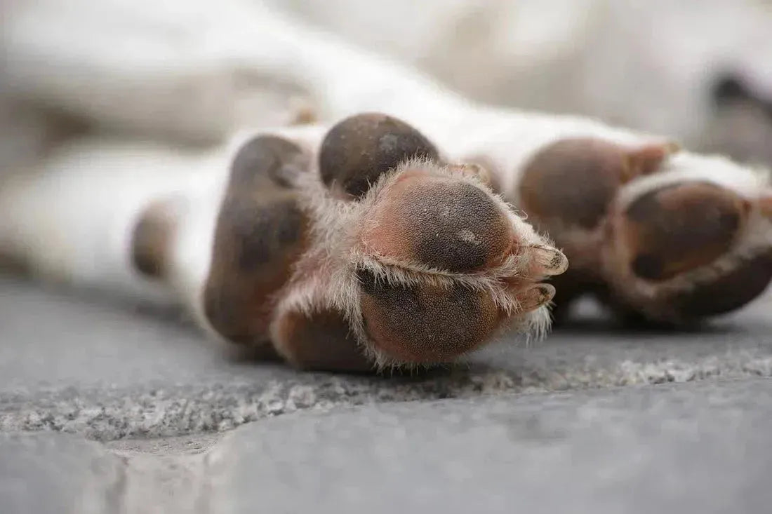 https://dogsuppy.com/cdn/shop/articles/heeft-je-hond-jeuk-aan-de-poten-dit-doe-je-er-tegen.webp?v=1743599714