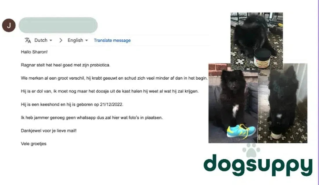 Keeshond Ragnar merken al een groot verschil, hij krabt geeuwt en schud zich veel minder af dan in het begin.