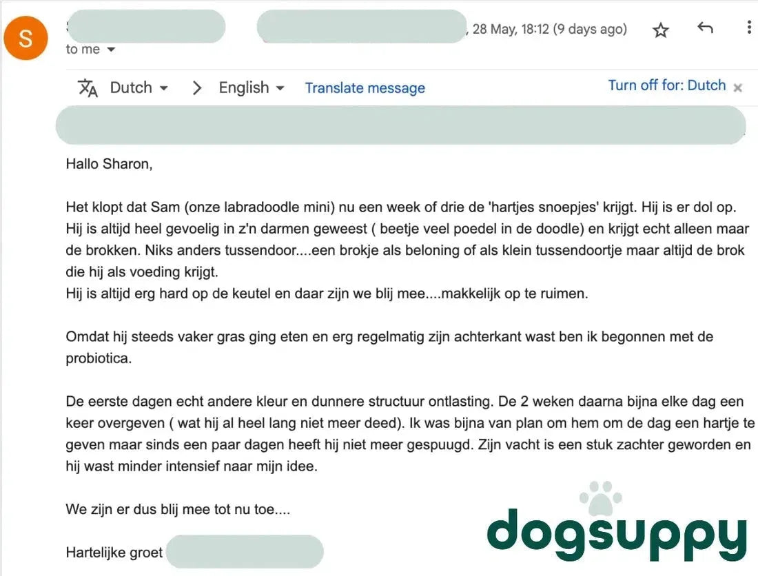 Labradoodle dog Sam loves it