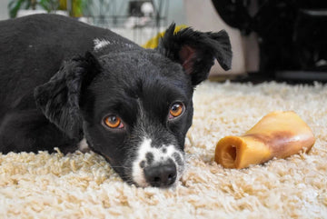 Probiotica: een gouden tip voor een hond met diarree