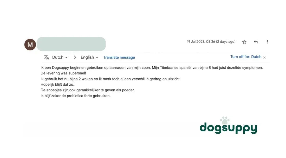 Tibetaanse spaniël merken al een verschil in gedrag en uiterlijk