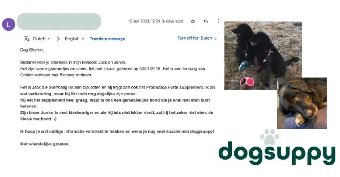 Tweelingbroers die Golden retriever kruisen met Flatcoat retriever Jack en Junior zien enige verbetering