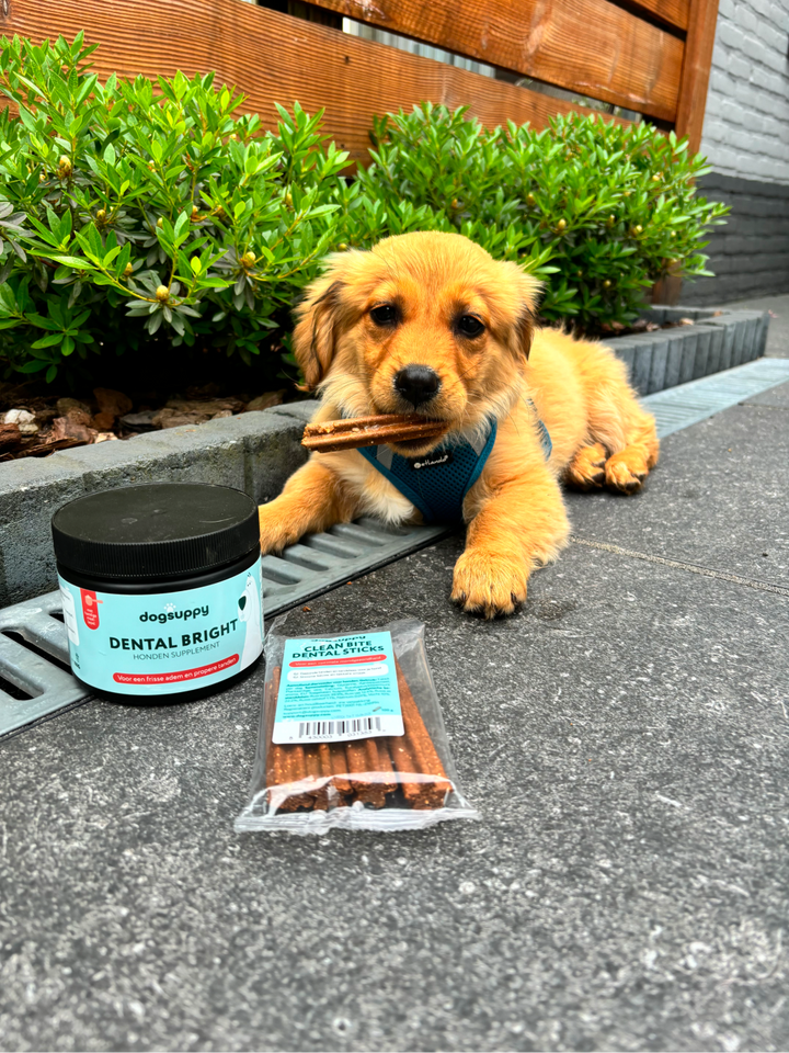 Zahnpflege-Snacks für Hunde - Natürliche Zahnreinigung ohne Bürsten