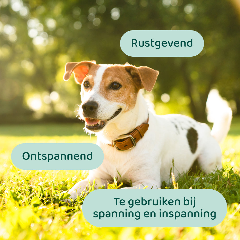 Stress & Angst 🌿 60 snoepjes