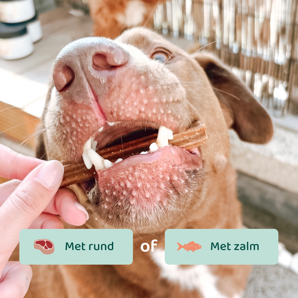 Tandverzorging voor honden thuis: Tips voor gezonde tanden Tandverzorging voor honden thuis: Tips voor gezonde tanden