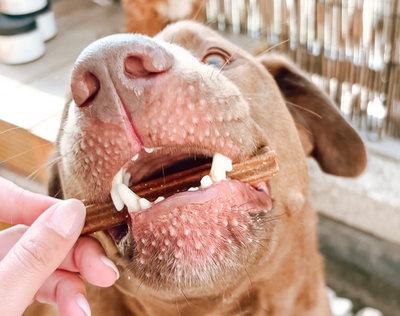 Advanced Chew Dental Sticks 🌿 7 Sticks per zakje