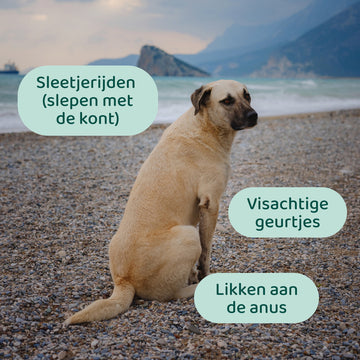 Anaalklieren GroteHond⁺ 🌿 90 snoepjes