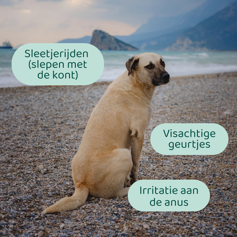 Anti-Anaalklieren GroteHond⁺ 🌿 90 snoepjes