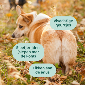 Anaalklieren Probiotica Forte 🌿 60 snoepjes