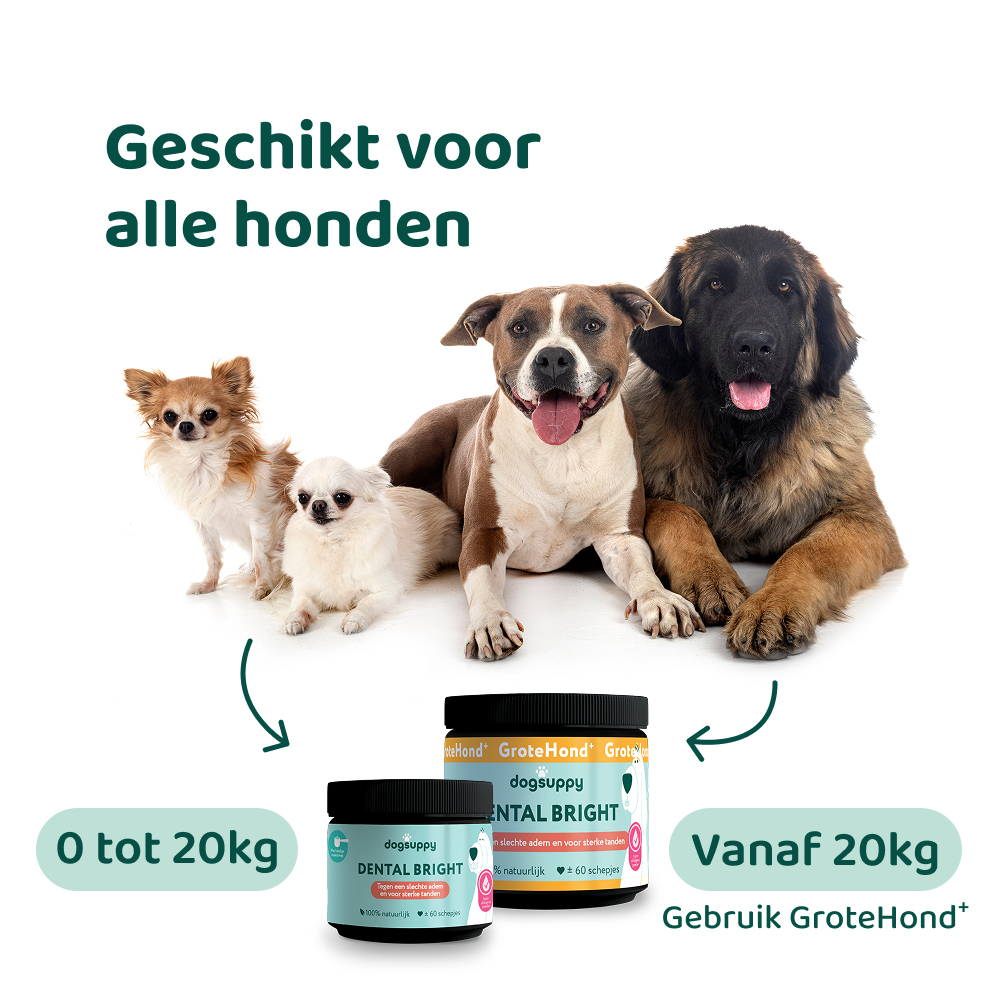 Dental Bright 🌿 60 schepjes