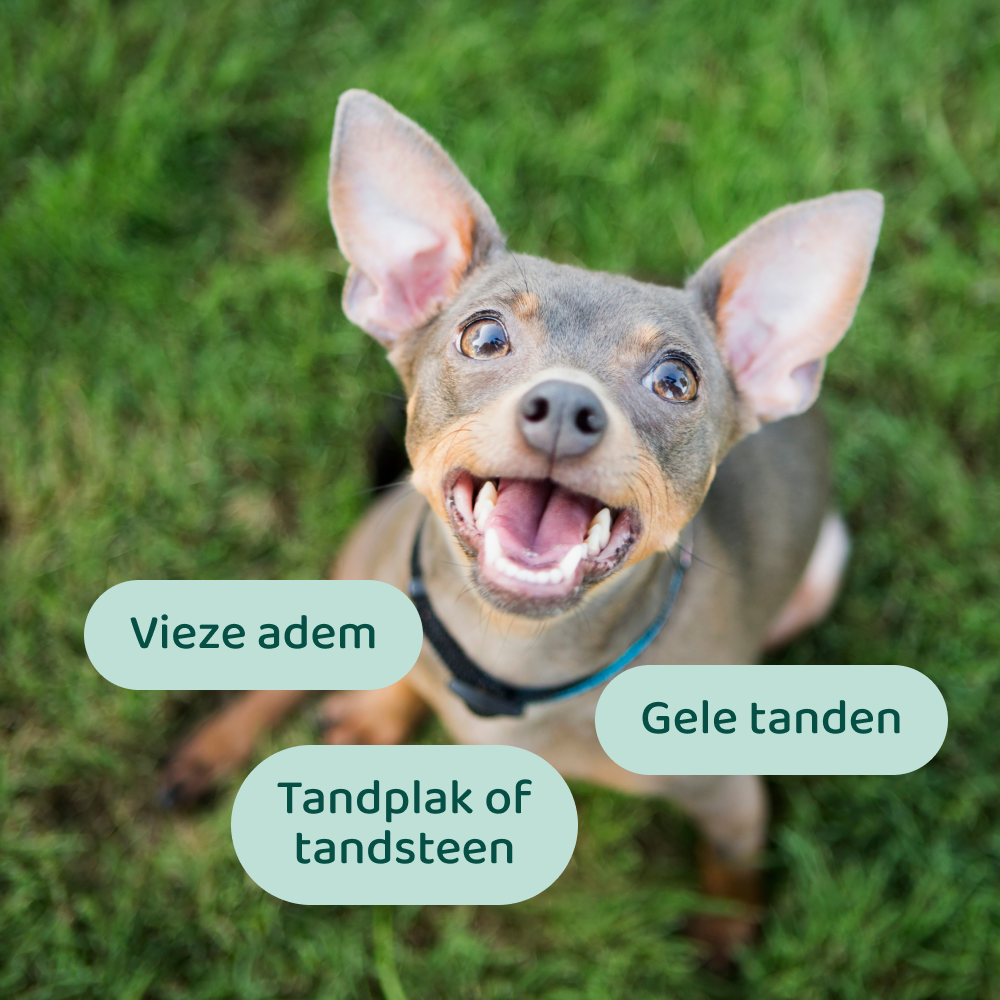 Dental Bright 🌿 60 schepjes