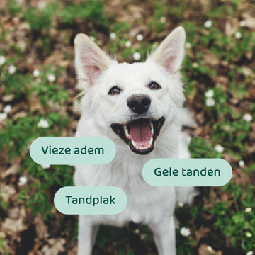 Dental Liquid 🌿 250 ml