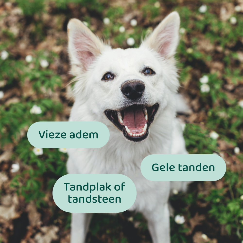 Dental Bright GroteHond⁺ 🌿 60 schepjes