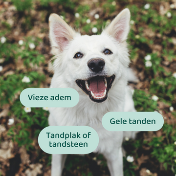 Dental Bright GroteHond⁺ 🌿 60 schepjes