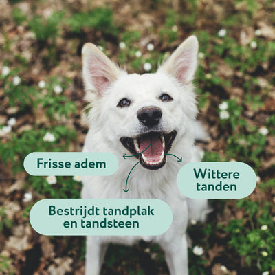 Dental Liquid | Voor een frisse adem en gezond gebit | 100% natuurlijk | 250 ml