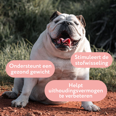 Gezond Gewicht Support | Ondersteunen van een gezonde levensstijl | 100% natuurlijk | 100 ml