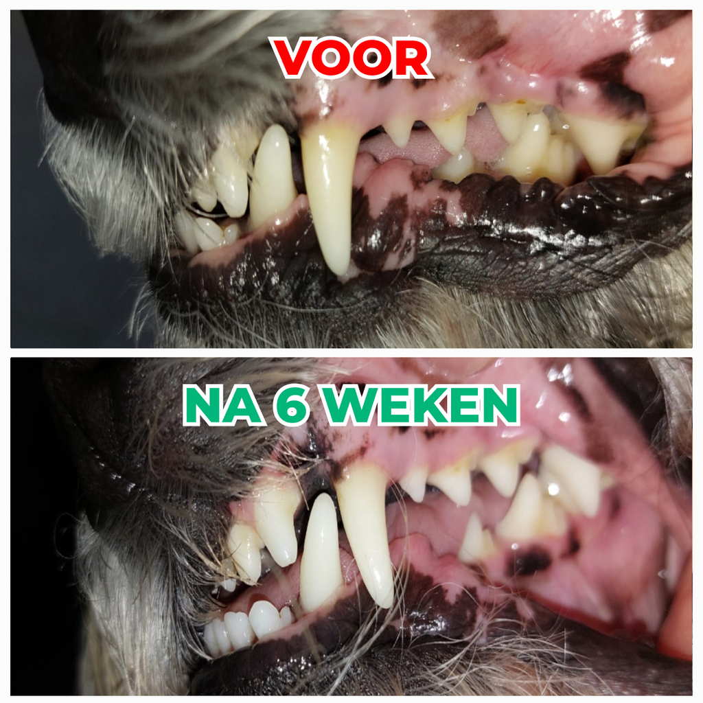 Dental Bright | V2