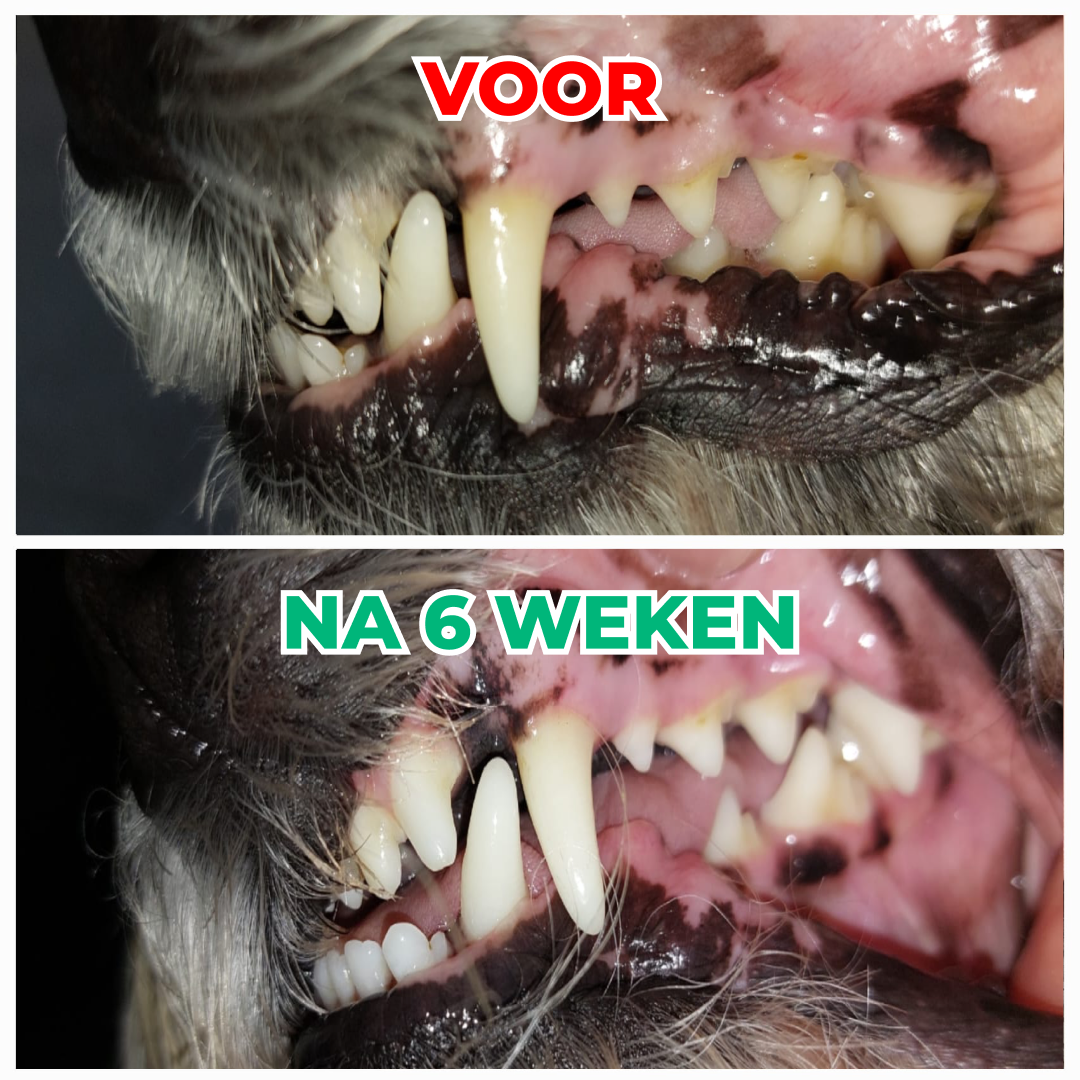 Dental Bright | V2