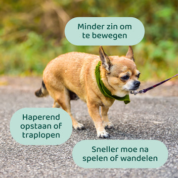 Heup & Gewrichten 🌿 60 snoepjes