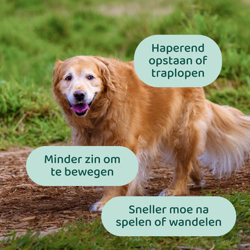 Heup & Gewrichten GroteHond⁺ 🌿 90 snoepjes