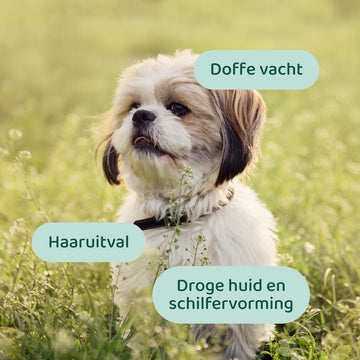 Huid & Vacht 🌿 60 Snoepjes