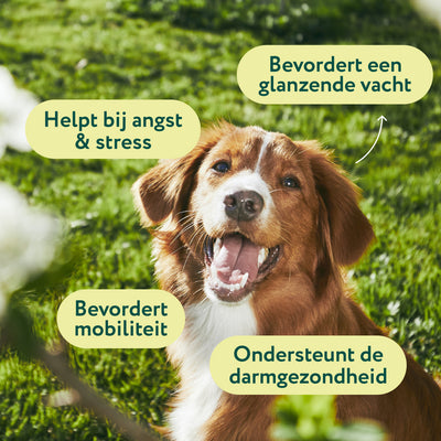 Hennepzaadolie | Ondersteunt ontspannen gedrag en een comfortabele huid | 100% natuurlijk | 100 ml