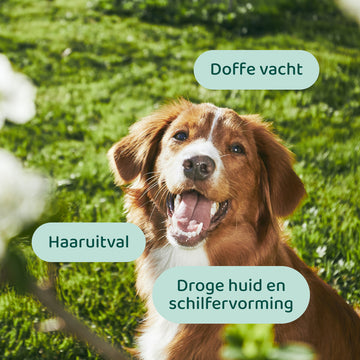 Huid & Vacht GroteHond⁺ 🌿 90 snoepjes