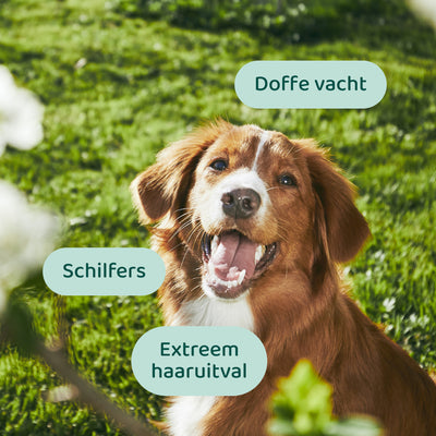 Huid & Vacht GroteHond⁺ 🌿 90 snoepjes