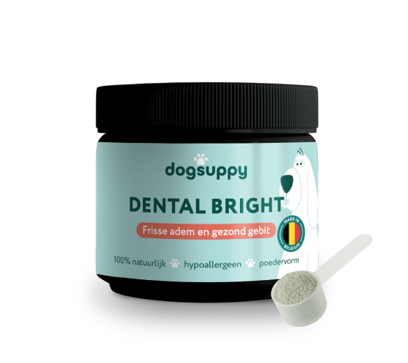 Dental Bright | V2