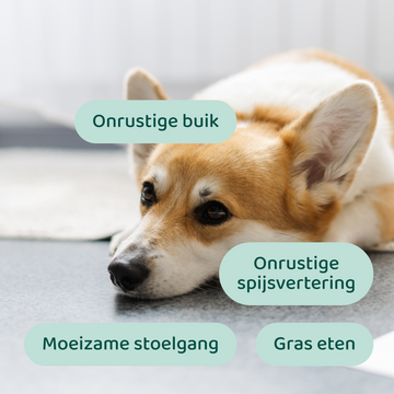 Probiotica Forte 🌿 60 snoepjes