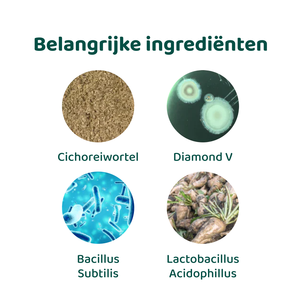 Probiotica Forte 🌿 60 snoepjes