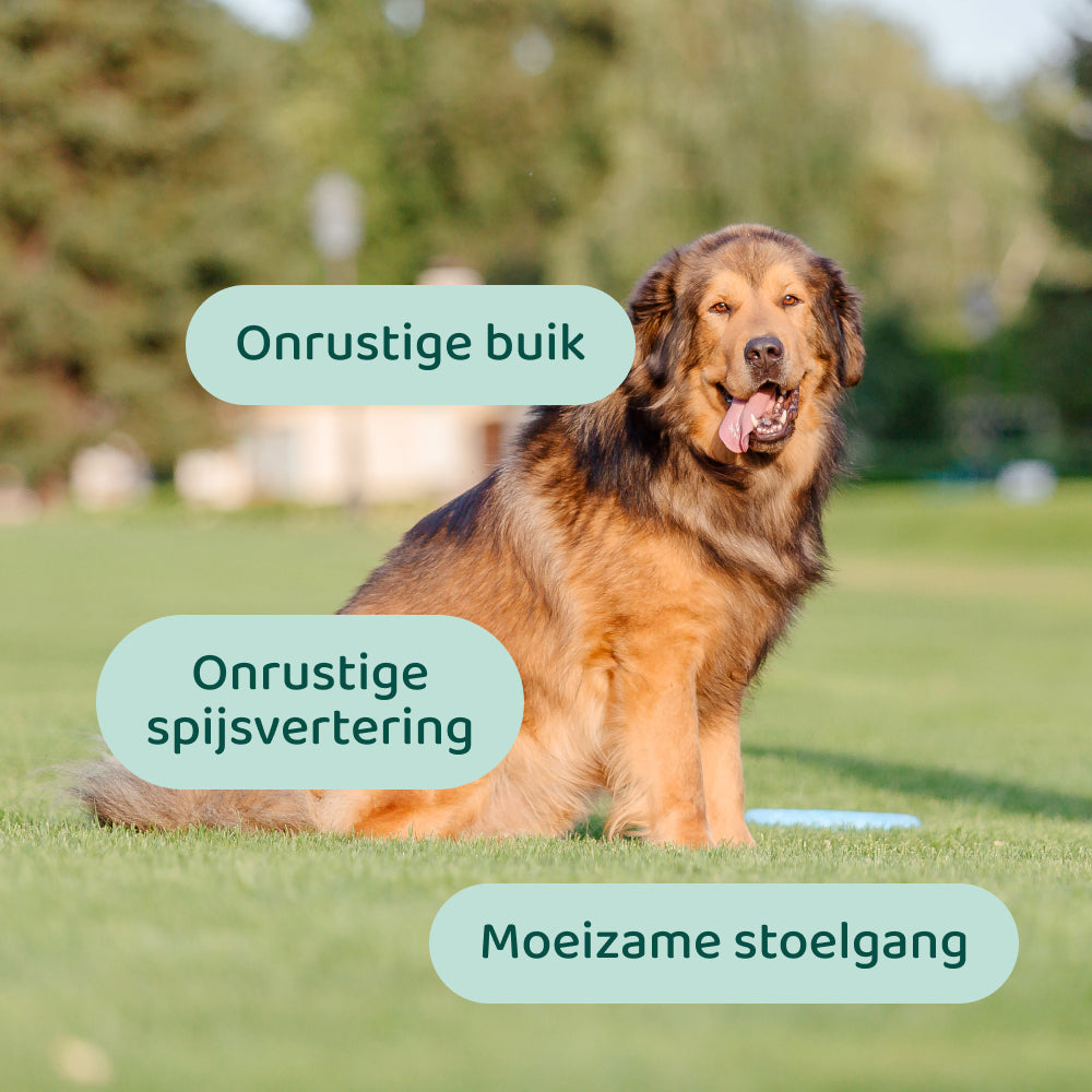 Probiotica Forte GroteHond⁺ 🌿 90 snoepjes