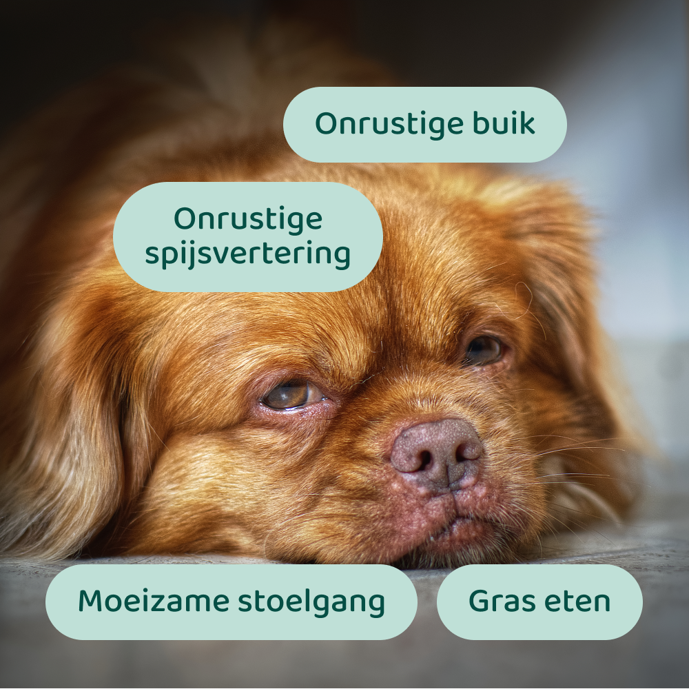 Dogsuppy Probiotica Forte poeder - Spijsvertering en darmflora - 180 Gram Dogsuppy Probiotica Forte poeder - Spijsvertering en darmflora - 180 Gram