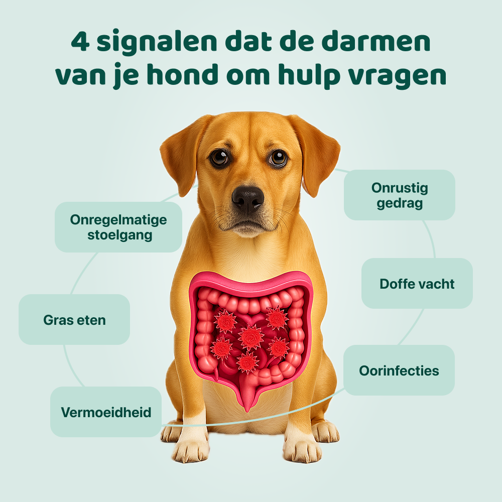 Probiotica Forte | 60 snoepjes