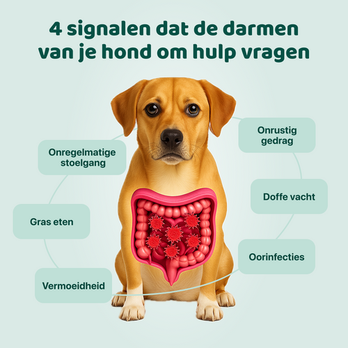 Probiotica Forte | 60 snoepjes