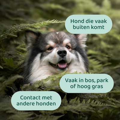 Anti-Vlooien & Teken 🌿 60 snoepjes