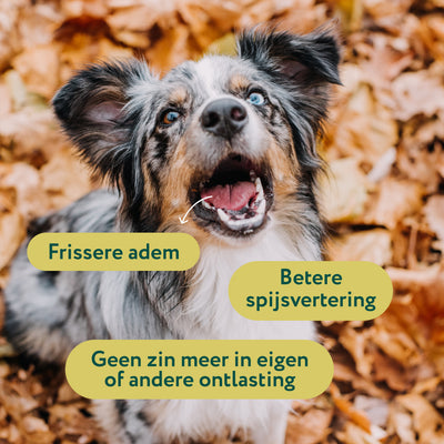 Anti Poep Eten | Stop ongewenst poep eten | 100% natuurlijk | 60 snoepjes